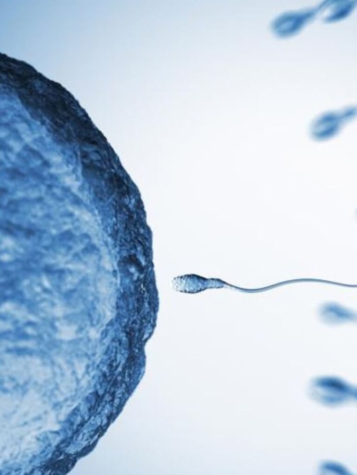 Sperm approaching an egg during fertilisation